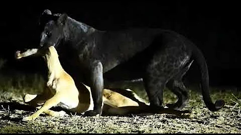 Unique leopard hunts deer at Tadoba Andhari National Park.
