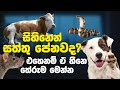 සිහිනෙන් සතුන් දැකීම සහ එම සිහින වල තේරුම් | 50 Animals Dreams Meaning and Interpretation