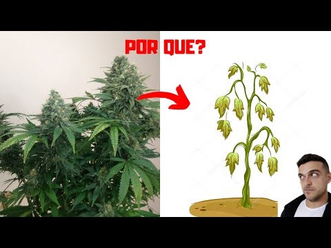 Vídeo: Por Que As Plantas Não Crescem No Aquaium