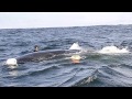 This Poor Whale Was Entangled in A Fishing Net. Now Watch How She Thanks Those Humans Who Save Her