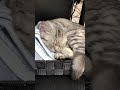 寝ている猫にチュールを近づけた結果... #shorts