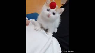 Funniest Cats - Best Of The 2022 Funny Cat Videos - Funny Cats by Love kittens 😻 40 views 1 year ago 1 minute, 57 seconds