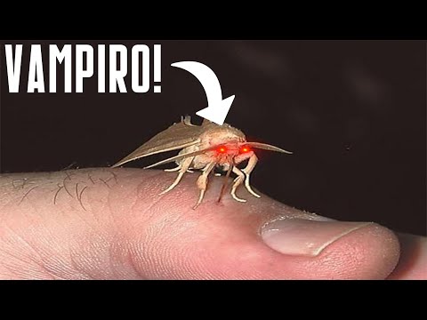 Video: La falena cecropia è velenosa?