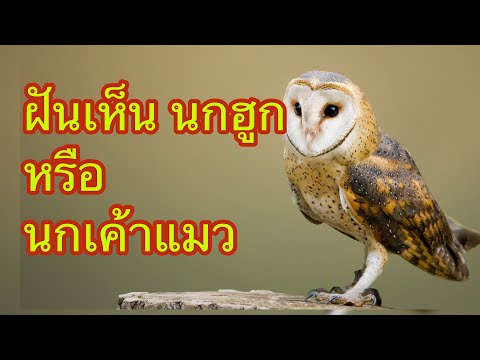 วีดีโอ: เมื่อคุณเห็นนกฮูกในระหว่างวันหมายความว่าอย่างไร