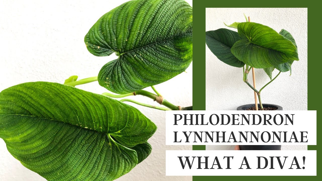 Philodendron Lynnhannoniae/Furcatum: THE DRAMA - YouTube