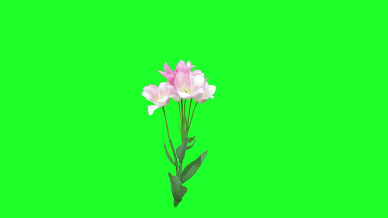flower single green screen background video screen magic green