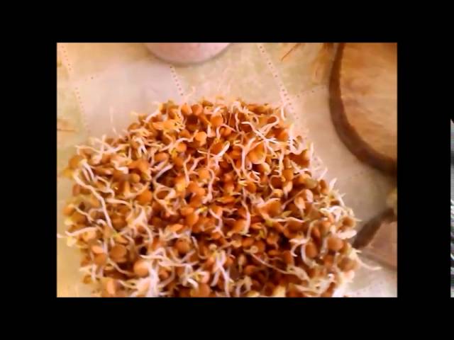 Проростки красной чечевицы.Суп из чечевицы.