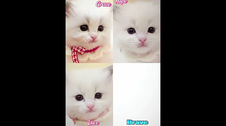 Video 10284961: ragdollkittens cat kitten