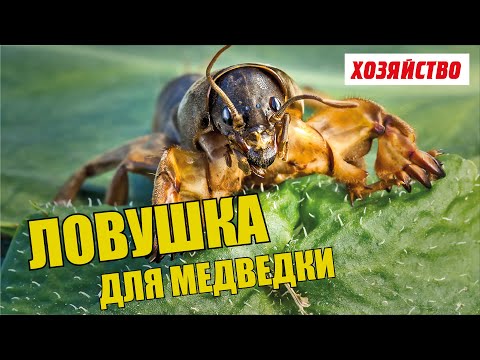 Поймай свою медведку осенью