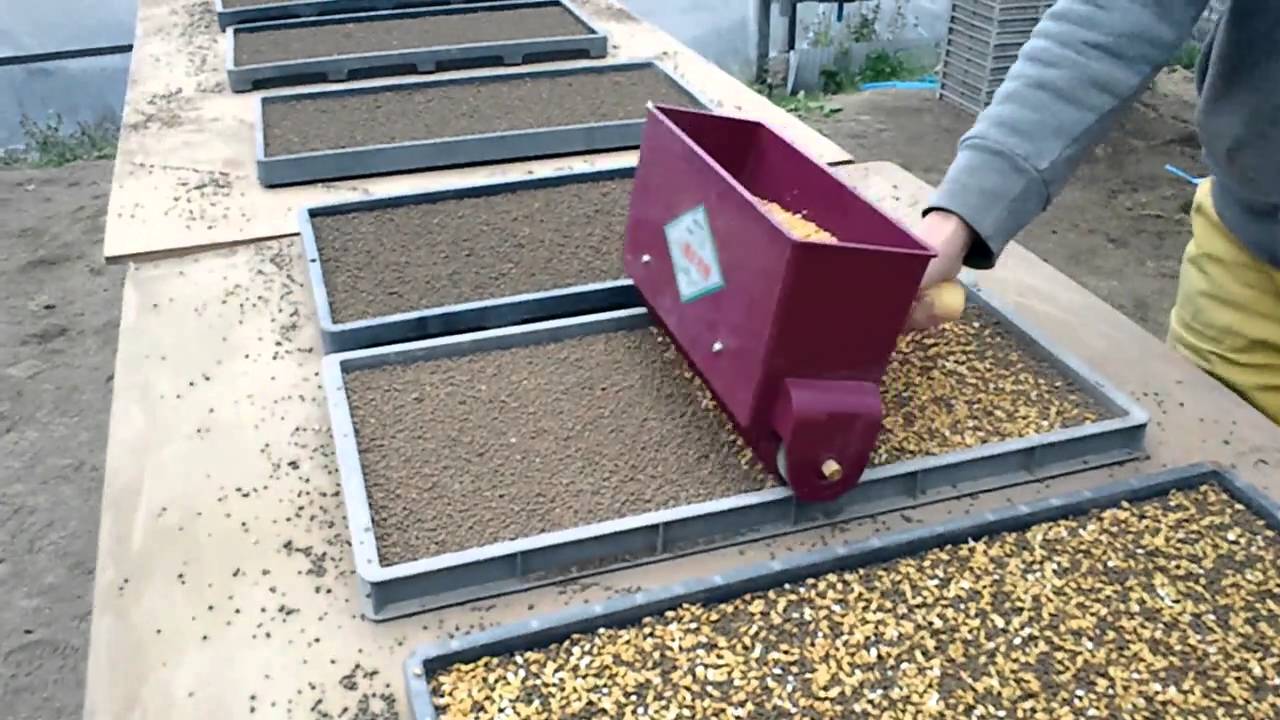 種 の まき 方 | タネ 種まき やり方 – IKPUUB