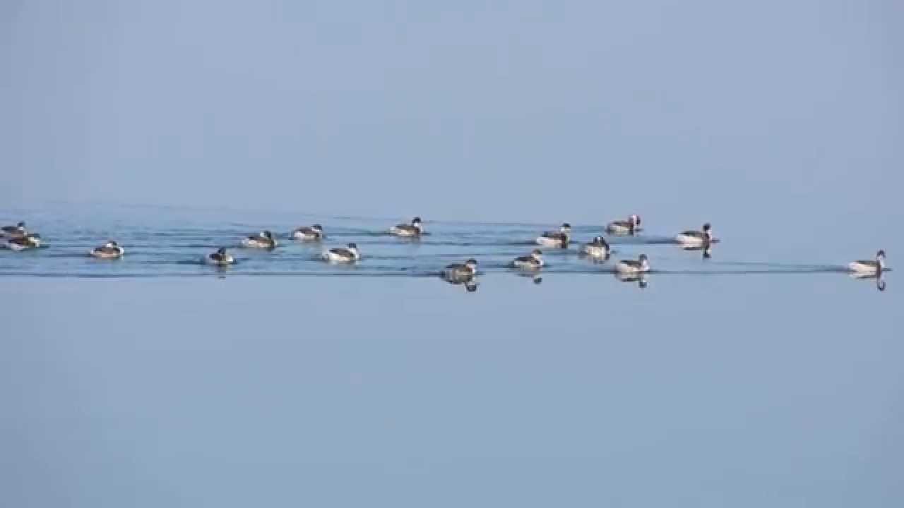 20120210 svassi piccoli