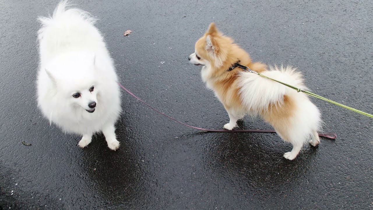 Chihuahua Japanese Spitz Mix 6 Years Old Male Youtube