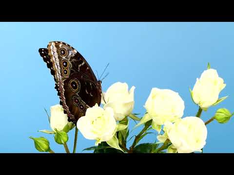 CHOPIN - SPRING WALTZ BEAUTIFUL RELAXING PIANO MUSIC