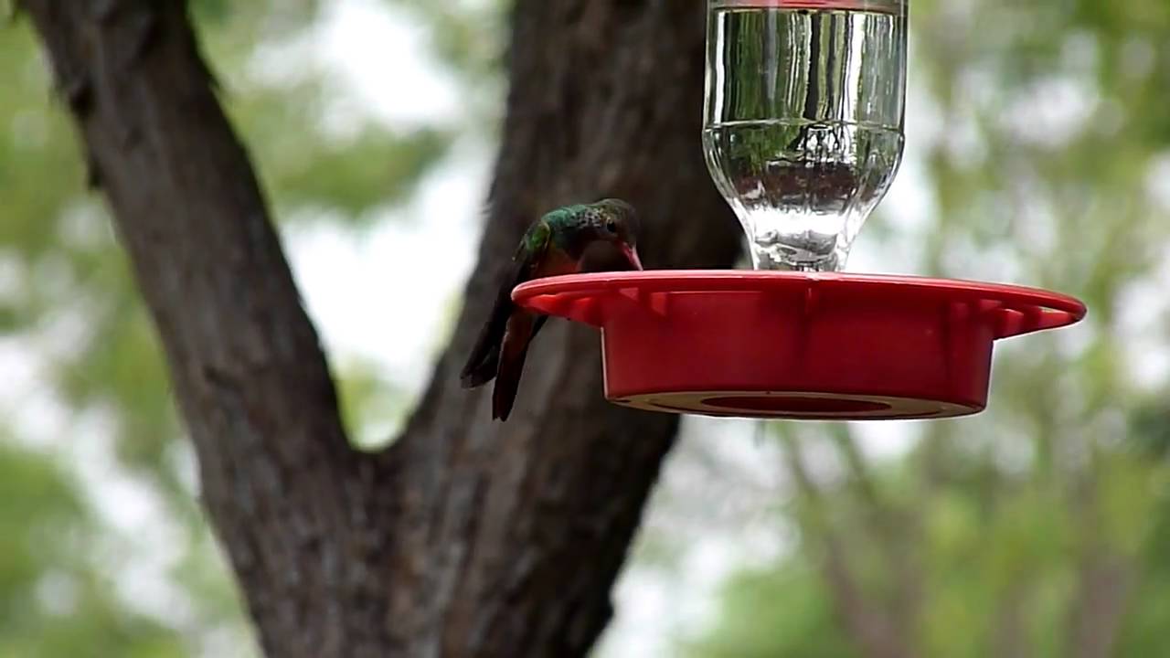 Buff-bellied Hummingbird