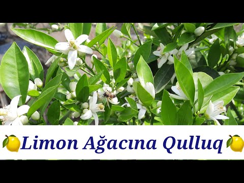 Limon Ağacı Haqqında Bilmədikləriniz.  Limon ağacına Qulluq #limon #kəndhəyatı #keşfet