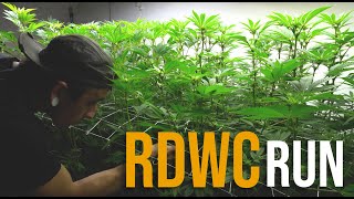 Tiki Madman Watermelon Zaza - How to Grow Weed at Home