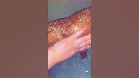 Video 6420311: cat bath, bath animal, catlover