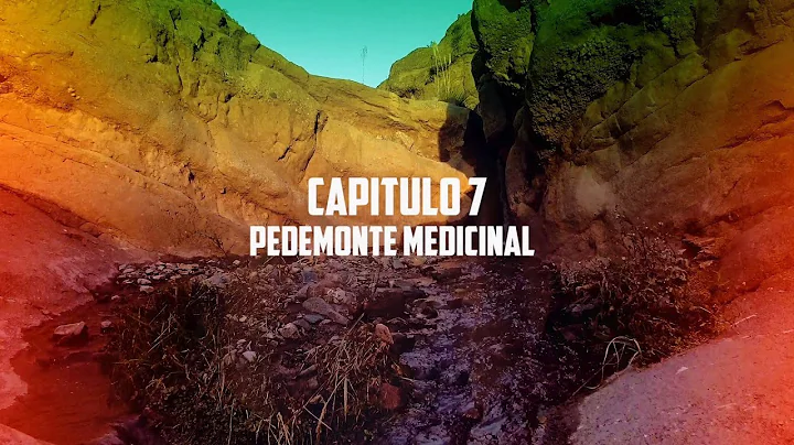 PEDEMONTE 7. El Pedemonte medicinal