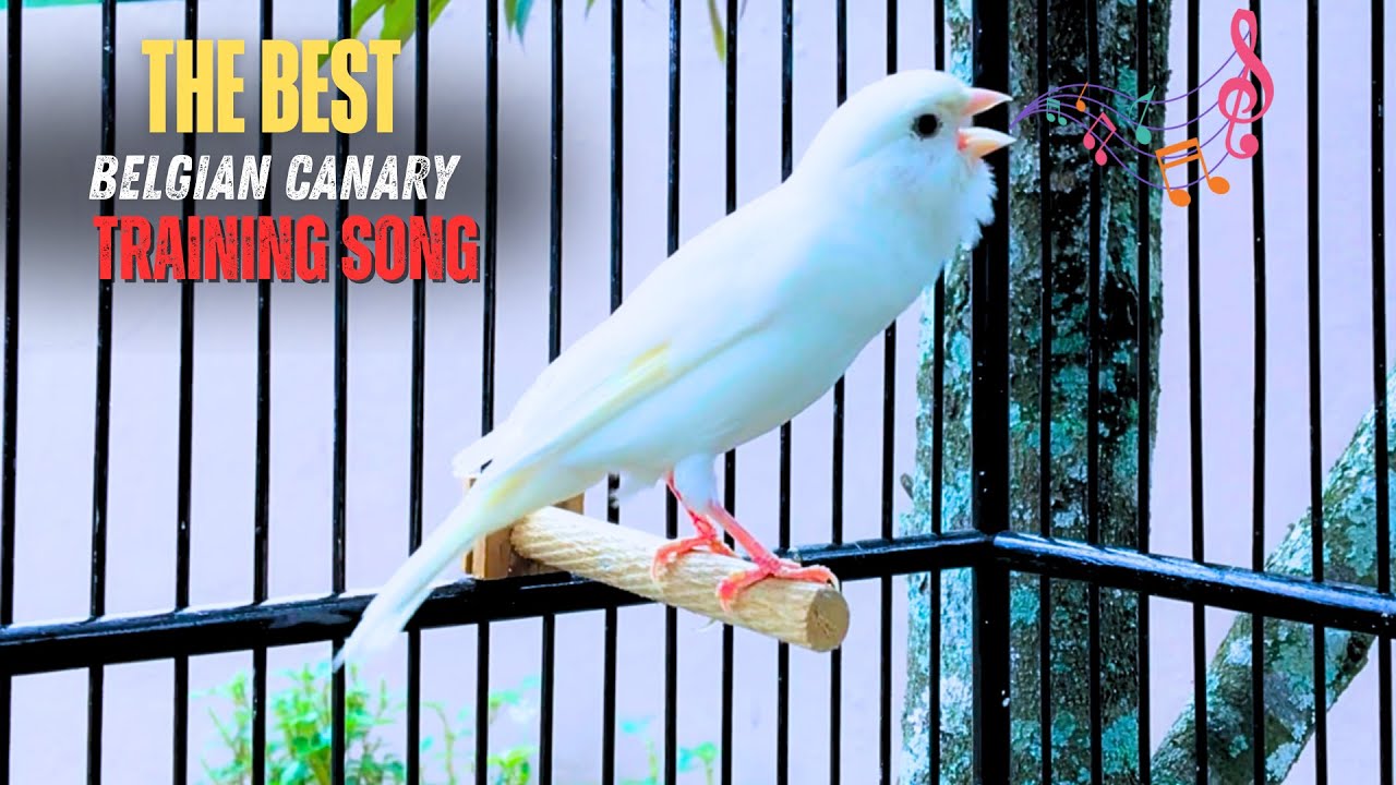 Υour Canary Will Sing UNSTOPPABLY