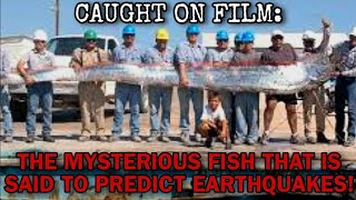 Divers Capture Film of Mysterious & Massive "Earthquake Fish", As 7.4 Quake Strikes Alaska! Oarfish