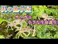 【究極の池小屋作り】完結（全体像）サワガニ、イモリ、金魚、ハゼなど放し飼い