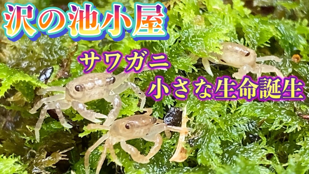 【究極の池小屋作り】完結（全体像）サワガニ、イモリ、金魚、ハゼなど放し飼い