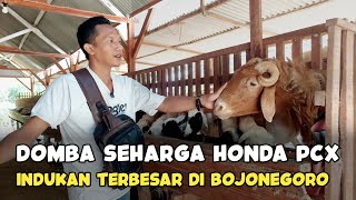 GEDE BANGET ‼ DOMBA AWASSI JADI SASARAN INDUKAN BREEDING PARA PETERNAK #peternakbojonegoro