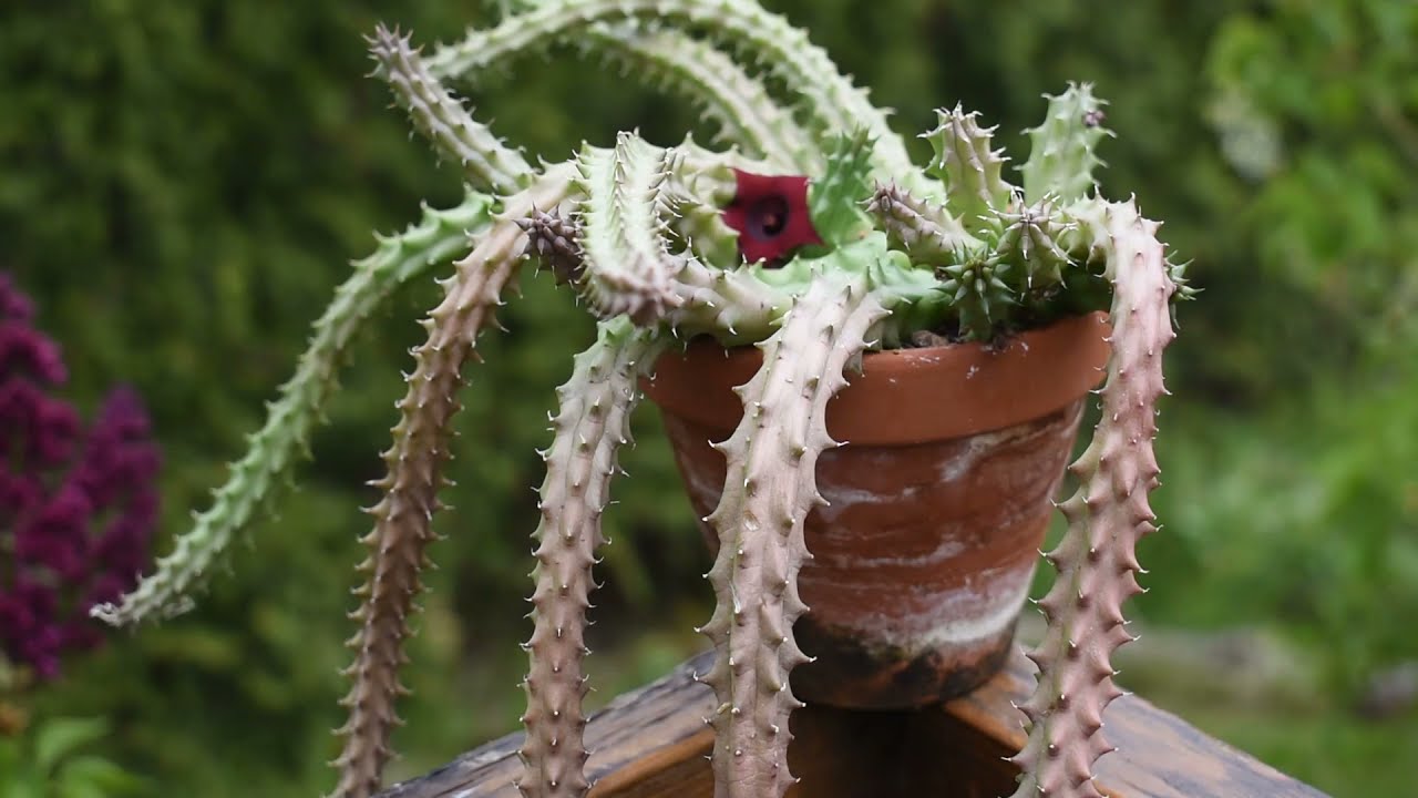 money succulent Crassula ovata Jade Plant Money Plant Live And Healthy Plant For Indoo –  GreenParadiseLive main image 1