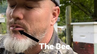 Stung in the Mouth while beekeeping OUCH