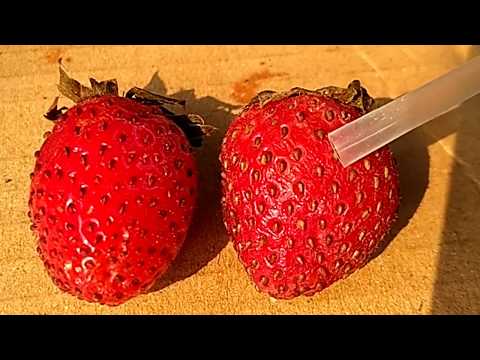 Cara mudah mengambil biji strawberry untuk di tanam
