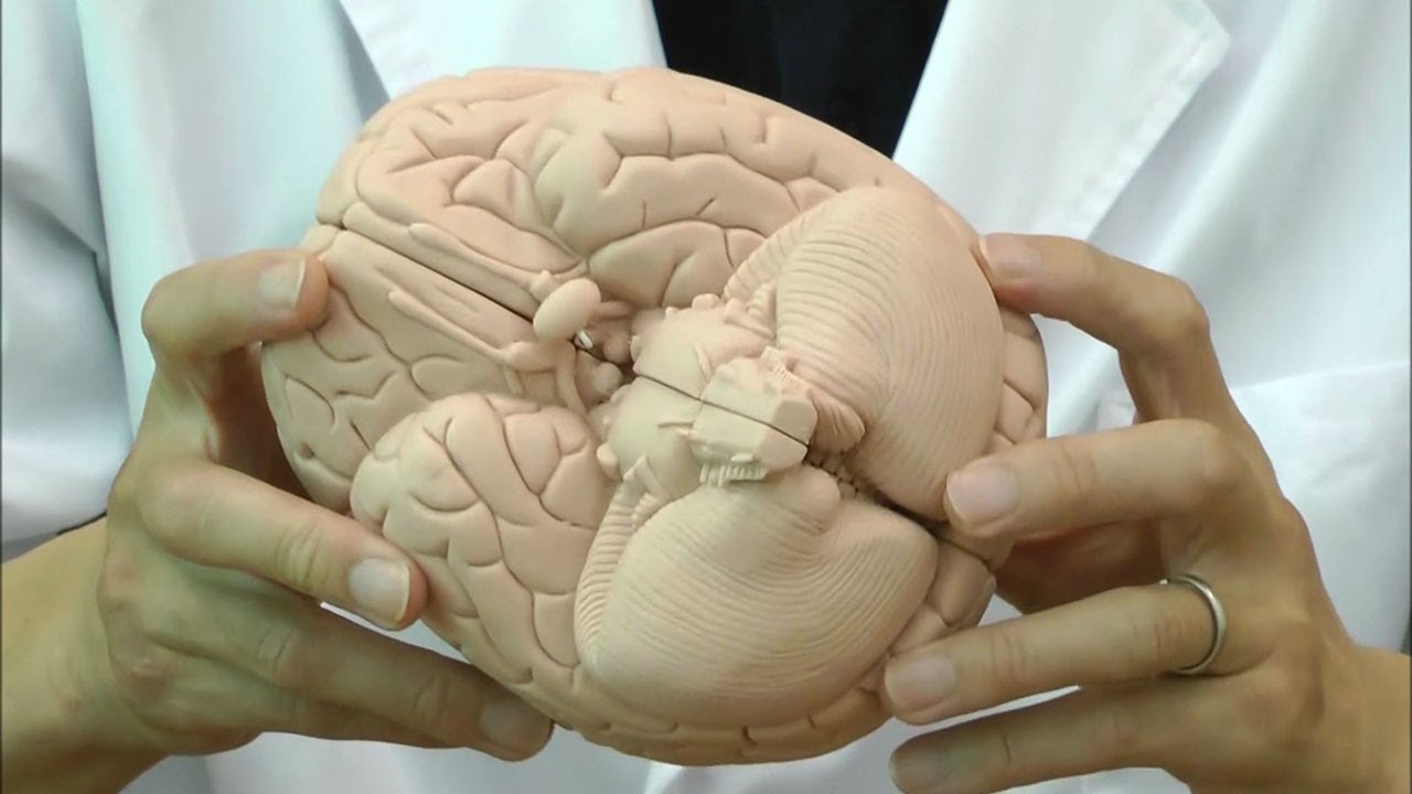 最もシンプルな脳模型，脳の断面を確認できます│C15/1 - YouTube