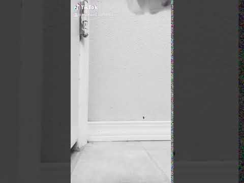 camera iphone 8 plus apk #Audio from #Shameless