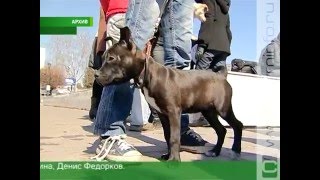 На ком лежит ответственность за бездомных животных? На ком лежит ответственность за бездомных животных?