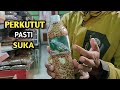 PERKUTUT OMBYOKAN DIKASIH PAKAN INI DIJAMIN SEHAT