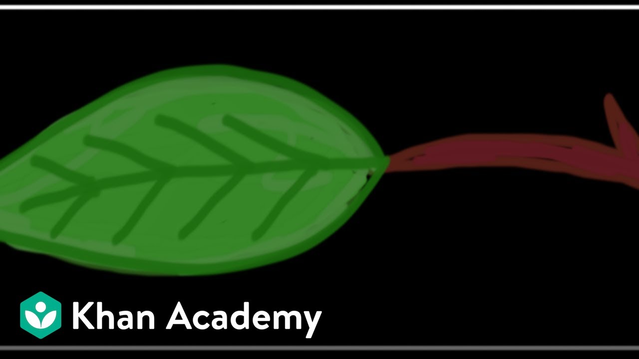 ⁣Anatomy of Leaf | Anatomy of Flowering Plants | Biology | Khan Academy