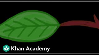 Anatomy of Leaf | Anatomy of Flowering Plants | Biology | Khan Academy