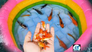 Aquarium Fish Video | Colorful Sea Fish | Black ghost fish playing mini swimming pool #Animalzone