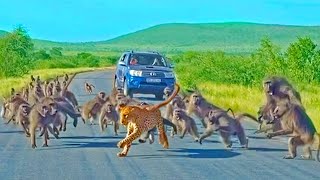 10 ANIMALES que Se ENFRENTARON a la MANADA Equivocada by Top10Mejores 1,397 views 1 month ago 18 minutes