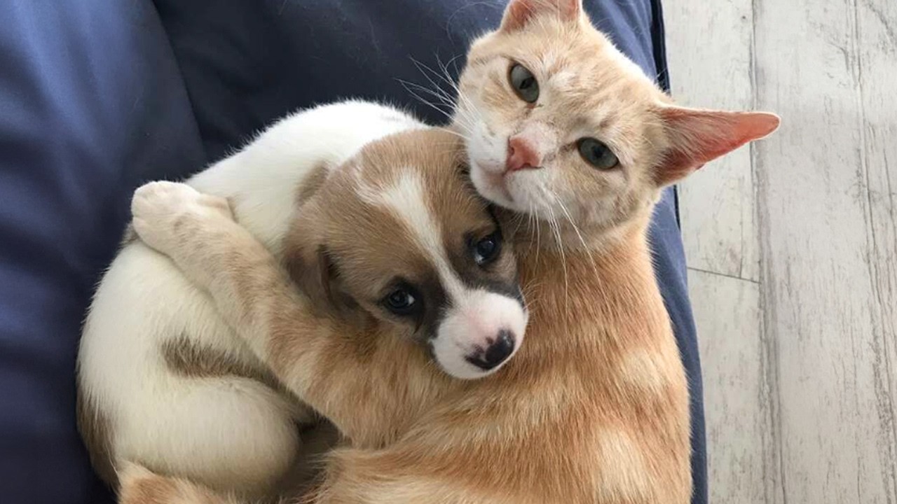 Funny Cats Reacting to Puppies as Their Own Babies 🤣 New Funniest CATS Video