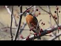 Springtime in Wisconsin - American Robin