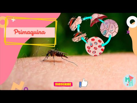 Vídeo: Inelegibilidad A La Primaquina En La Terapia Contra Las Recaídas De La Malaria Por Plasmodium Vivax: El Problema De La Deficiencia De G6PD Y Los Polimorfismos Del Citocromo P-450 2