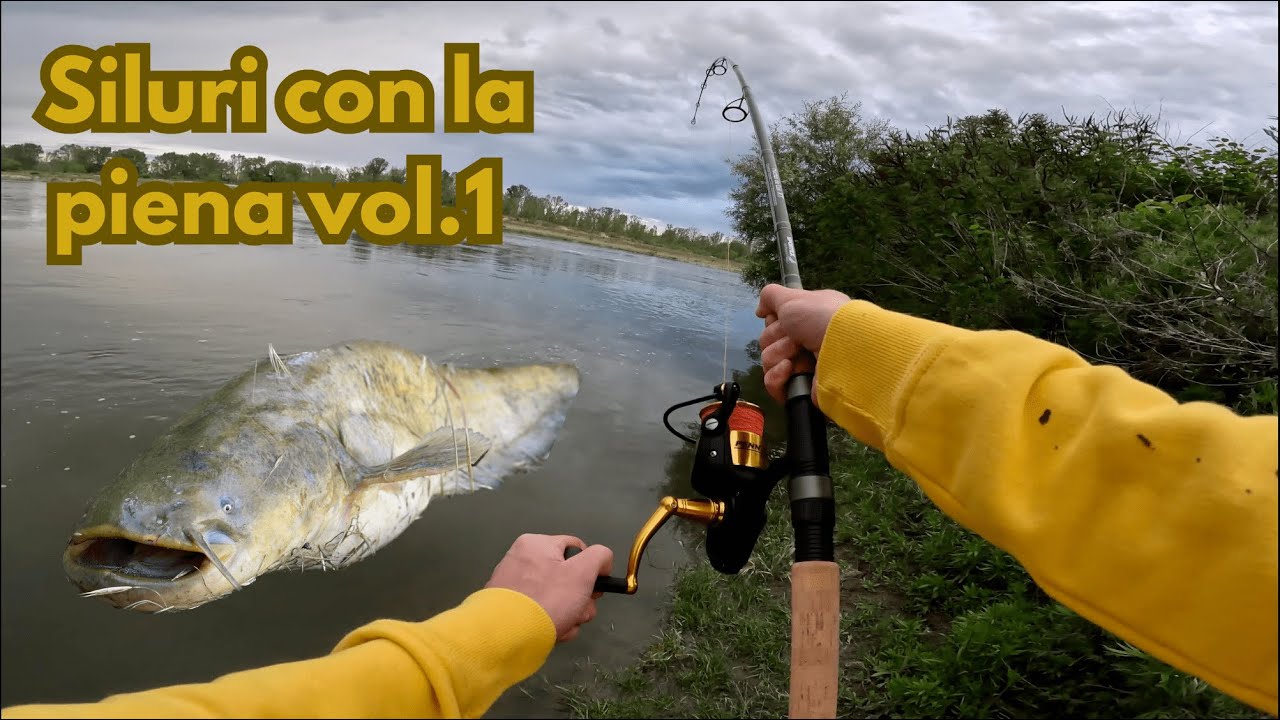 Siluri con la piena vol.1 -  Angry catfish