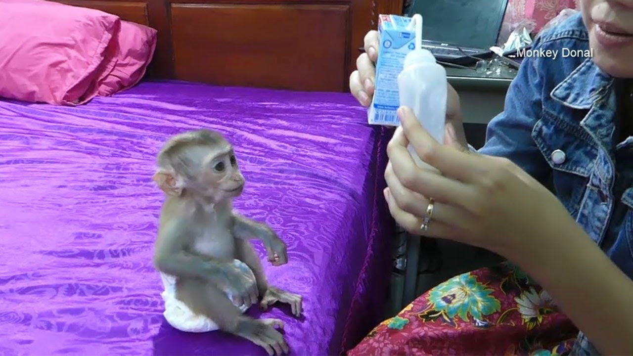 Cute Monkey Baby Donal Hungry And Sit Waiting Feed