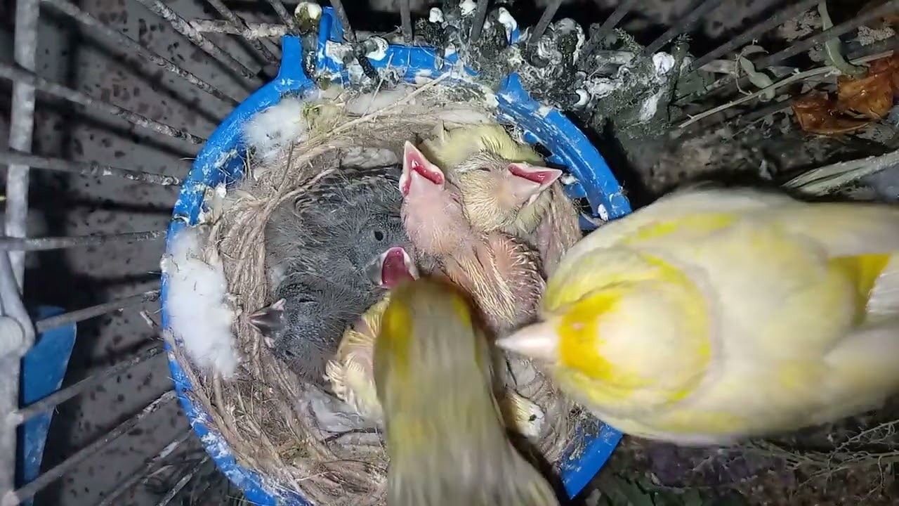 الطيور على طبيعتها/المتميز الثاني اليوم الرابع عشر