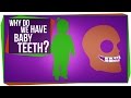 Why do we have baby teeth