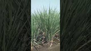 0265.sugarcane plot