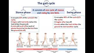 Gait Cycle (Mechanism of Walking) - Dr. Ahmed Farid