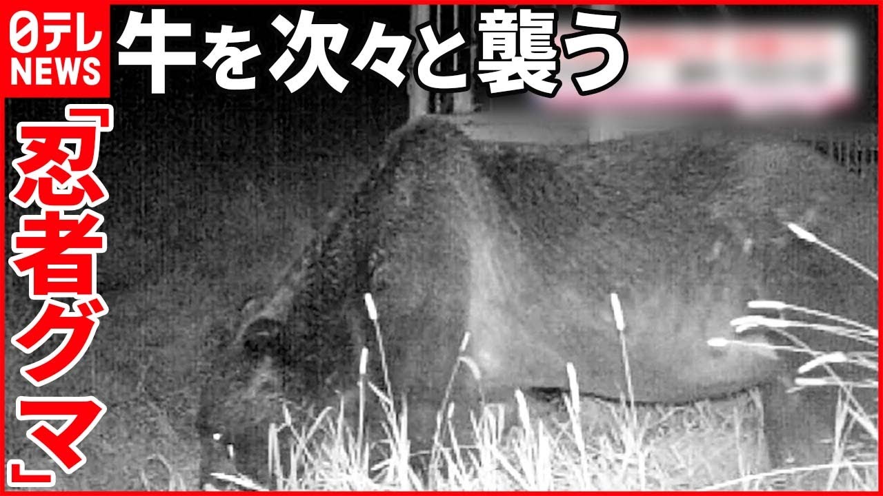 通称“OSO18”】牛が襲われるも…人前に姿を現さない“忍者グマ