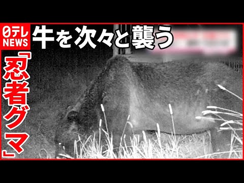 熊の電話 通称“OSO18”】牛が襲われるも…人前に姿を現さない“忍者グマ