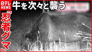 【通称“OSO18”】牛が襲われるも…人前に姿を現さない“忍者グマ”  北海道・標茶町